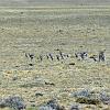 Lesser Rhea with chicks, Route 40 - Patagonia